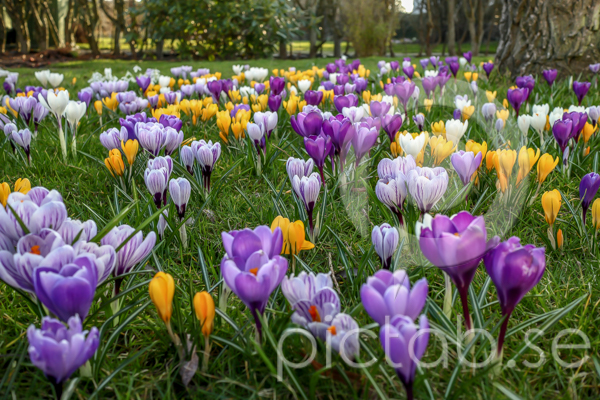 Krokus-uclm-web