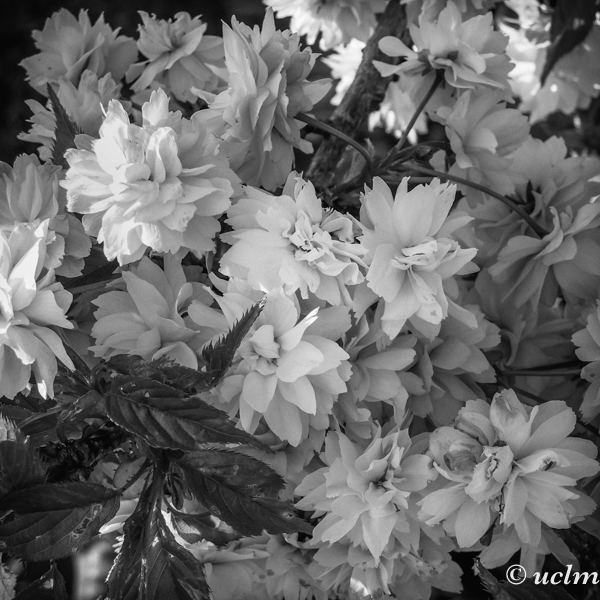 Korsbarsblommor-uclm-web