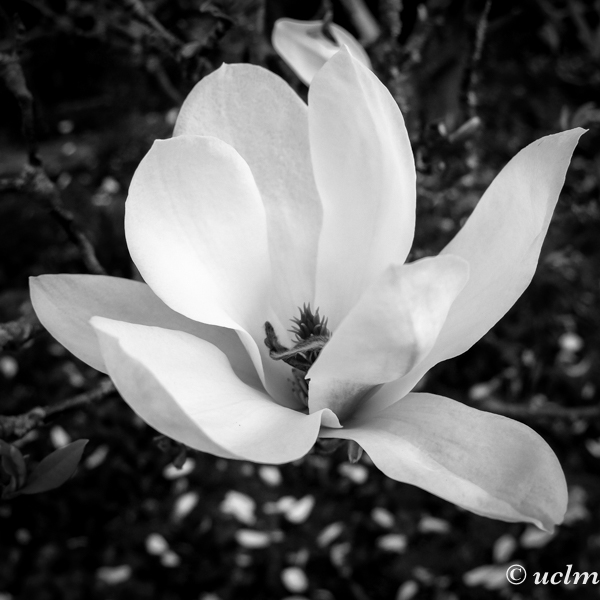 Magnolia-uclm-web