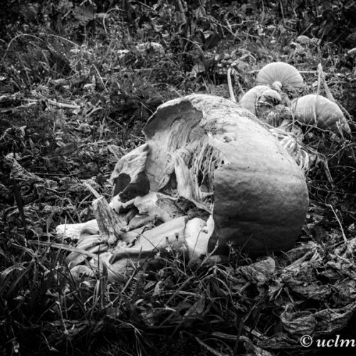 fx301029-redigera-uclm-web