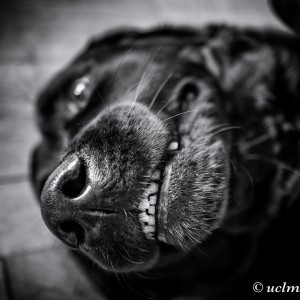 Ze döög